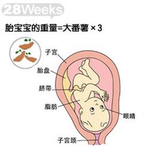 28周胎儿发育情况