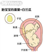 36周胎儿发育情况